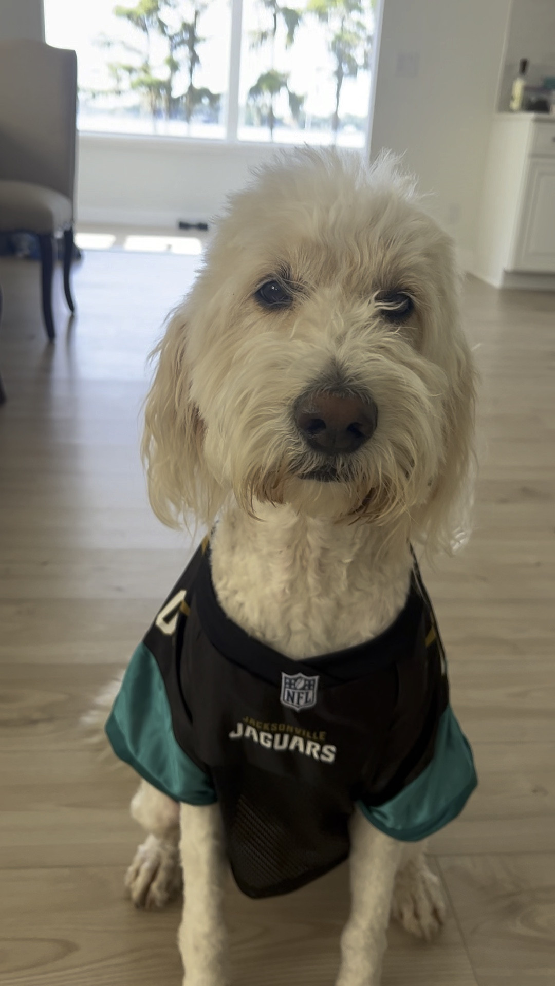 Jacksonville Jaguars Pet Jersey Size Xs