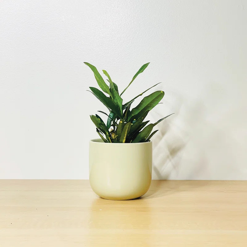 The Mug Planter | Wayfair North America