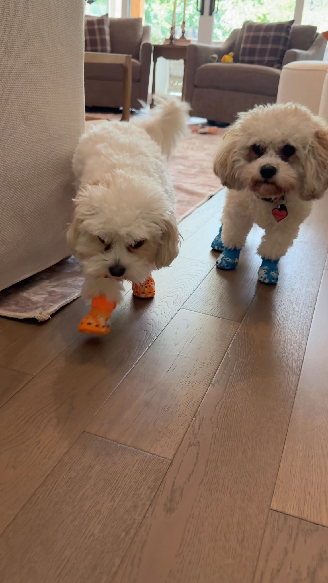 This is Bonnie & Andy’s first time ever wearing shoes and they did such a great job! These crocs will be perfect for walks on our hot Texas sidewalks! Get a free pair of Crocs for your dog when you sign up for a @barkbox subscription! #barkpartner #shopdog #ad @bark