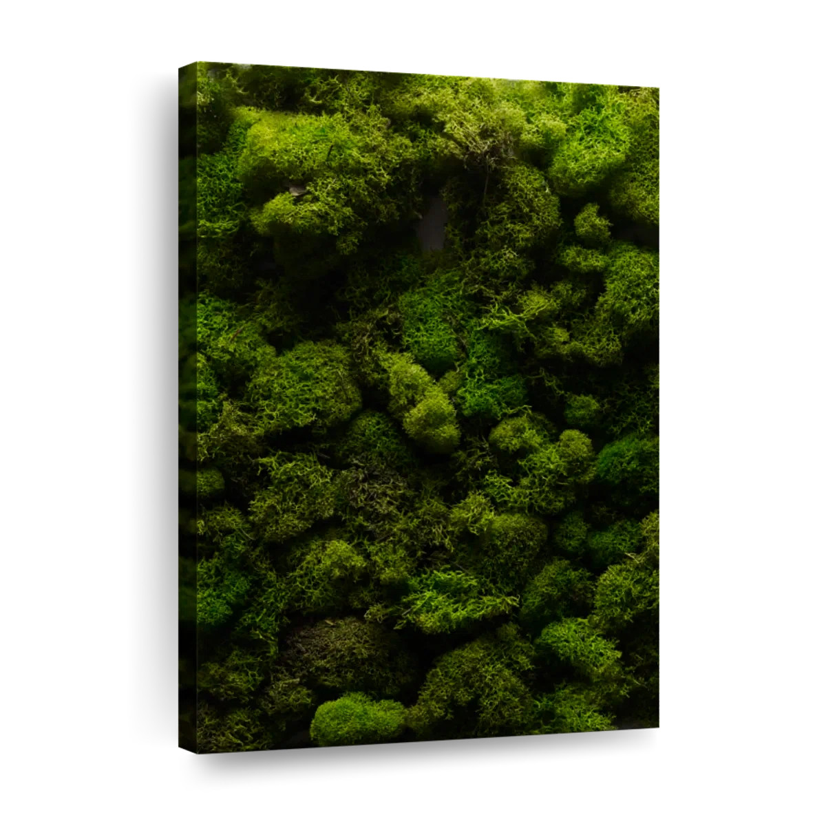 " Thick Moss " | Wayfair North America