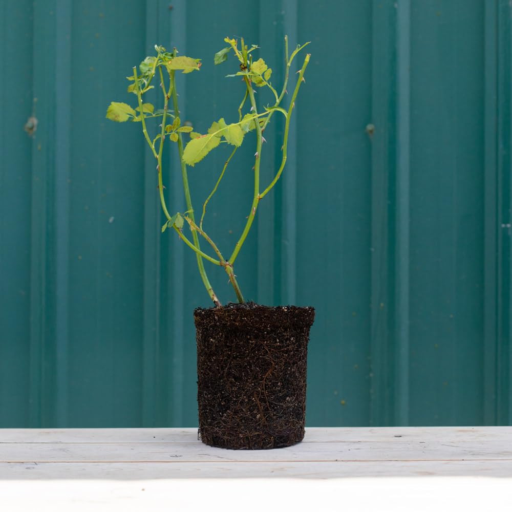 Heirloom Roses Rose Plant - Marylou Whitney Pink Rose Bush, Live Plant for Planting Outdoors | Amazon (US)