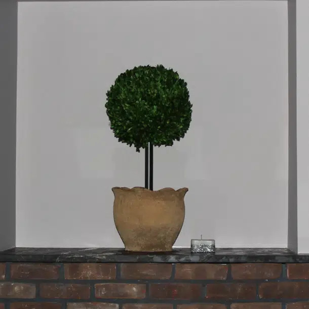 Preserved Boxwood Ball in Clay Pot | Wayfair North America