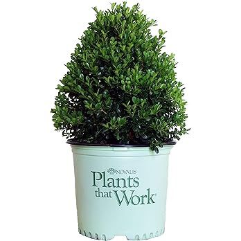 Plants That Work - Buxus 'Cranberry Creek' (Boxwood) Evergreen, , 3 - Size Container | Amazon (US)
