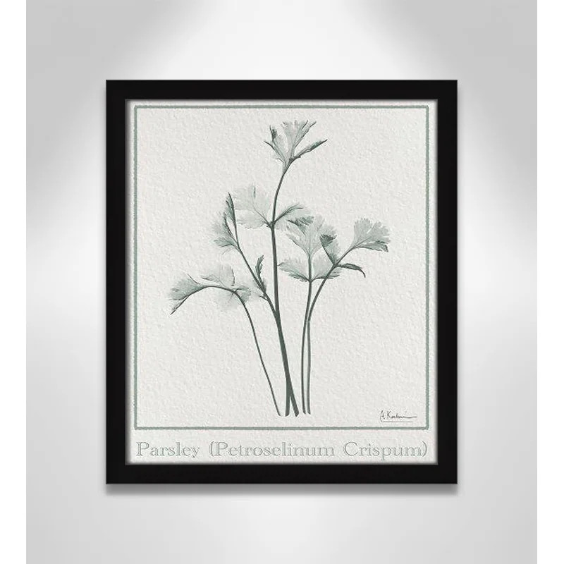 Parsley II by Albert Koetsier | Wayfair North America