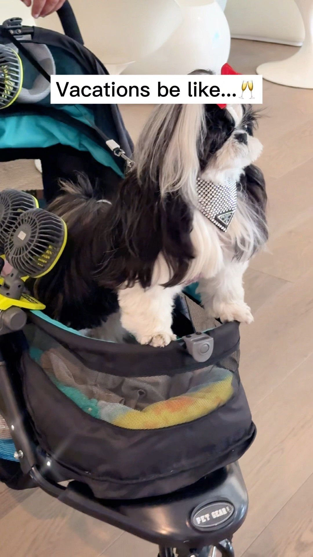 Kindtail 3 in 1 Travel Bowl ✨ One of Nirvana’s favorite travel essentials for luxury dog life on the go. This collapsible design works as a water bowl, food bowl, and travel container all in one, which makes it perfect for stroller days, road trips, hotel stays, airport travel, and long park days. It’s lightweight, easy to clean, and fits perfectly inside Nirvana’s travel bags without taking up a ton of space. I’m also linking more of Nirvana’s everyday travel favorites, including stroller accessories, fans, travel organizers, and other must haves we always keep packed for outings 💜

Nirvana the Shih Tzu 💋 Nirvana Approved

#LTKdayinmylife #LTKgrwm #LTKTravel