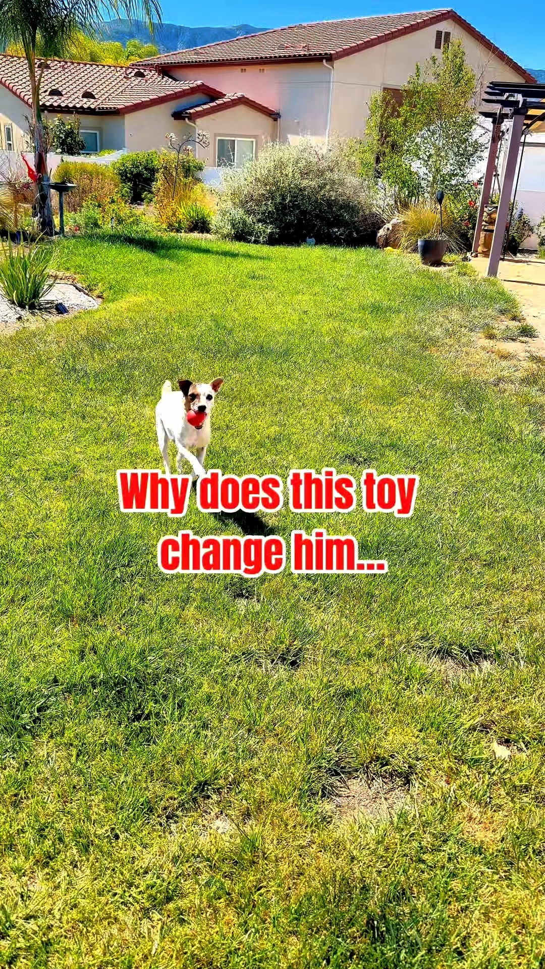 I swear the red Kong ball unlocks a different personality in Mardi. One second he’s normal… the next he’s fearless, fierce, and fully convinced he can conquer anything. #pet #kong #jackrussell #dog # play