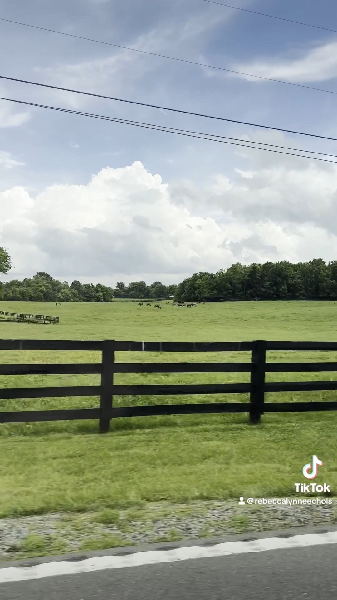 Acres on acres of thoroughbreds ☺️