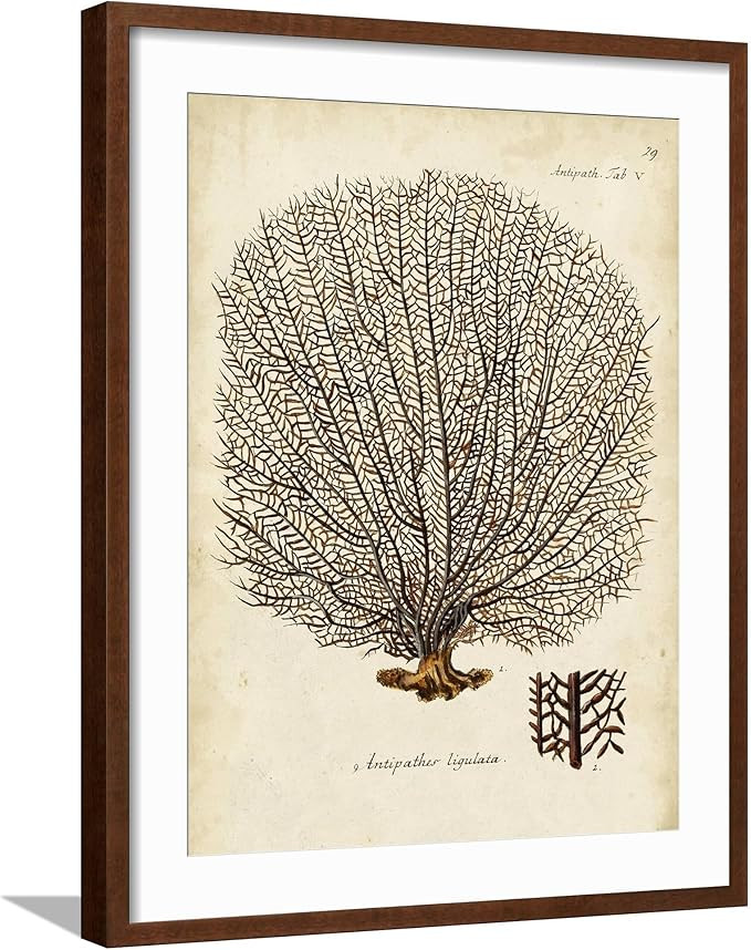 ART.COM Wall Art Print Esper Sea Fans I on Brown Frame by Johann Esper, 18x24 | Amazon (US)