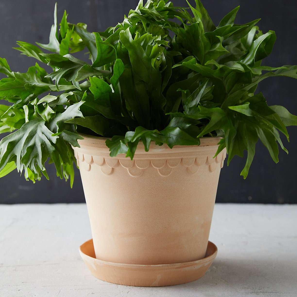 Bergs Palace Pot + Saucer | Terrain