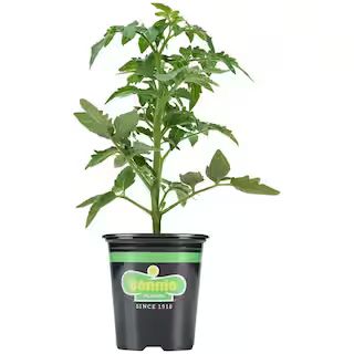 Bonnie Plants 19.3 oz. Celebrity Tomato Plant-0219 - The Home Depot | The Home Depot