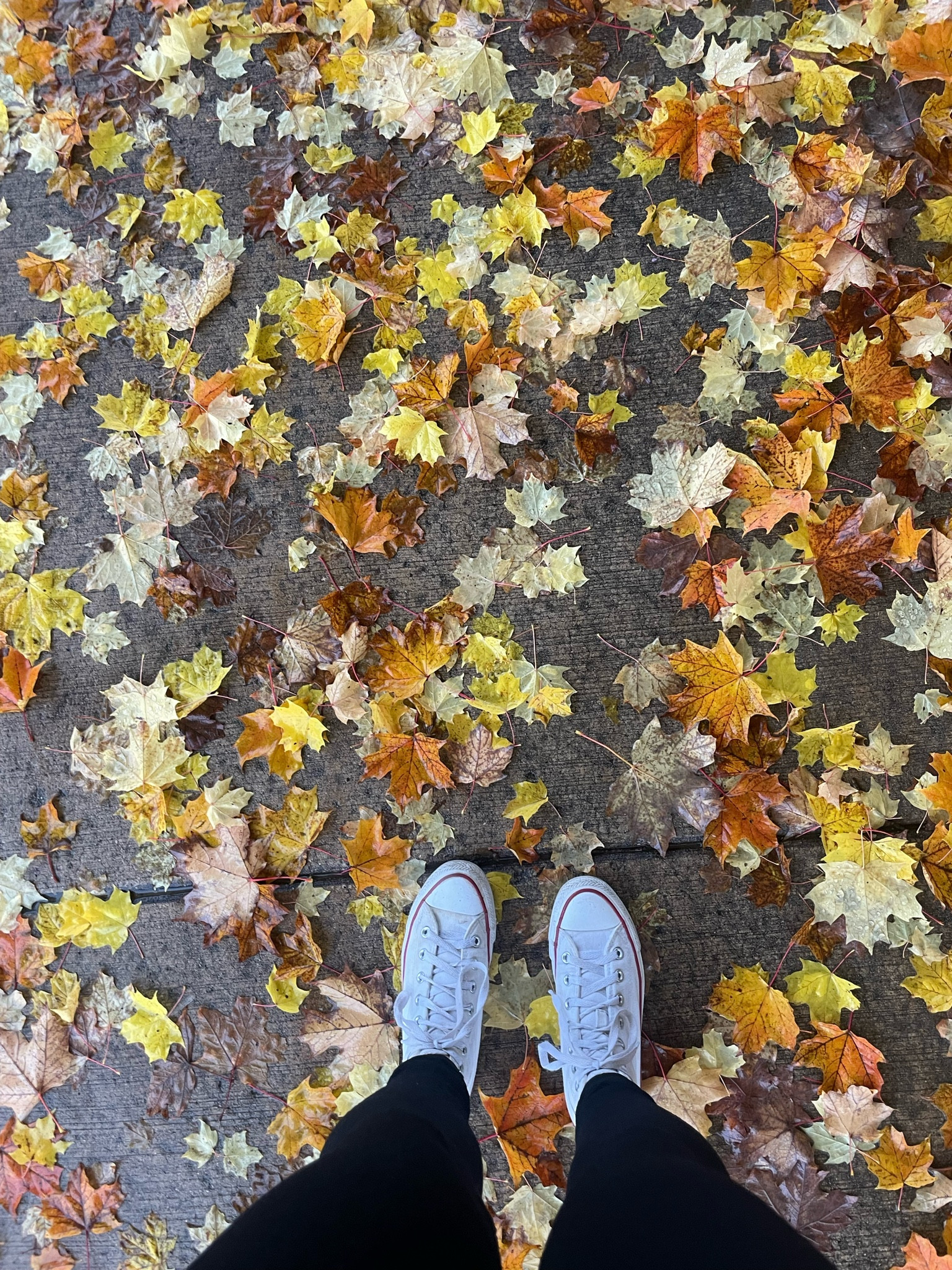 Fav Converse Shoes 
