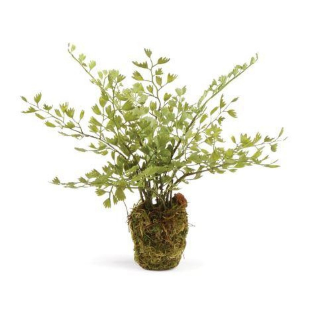 Maidenhair Drop In | Megan Molten