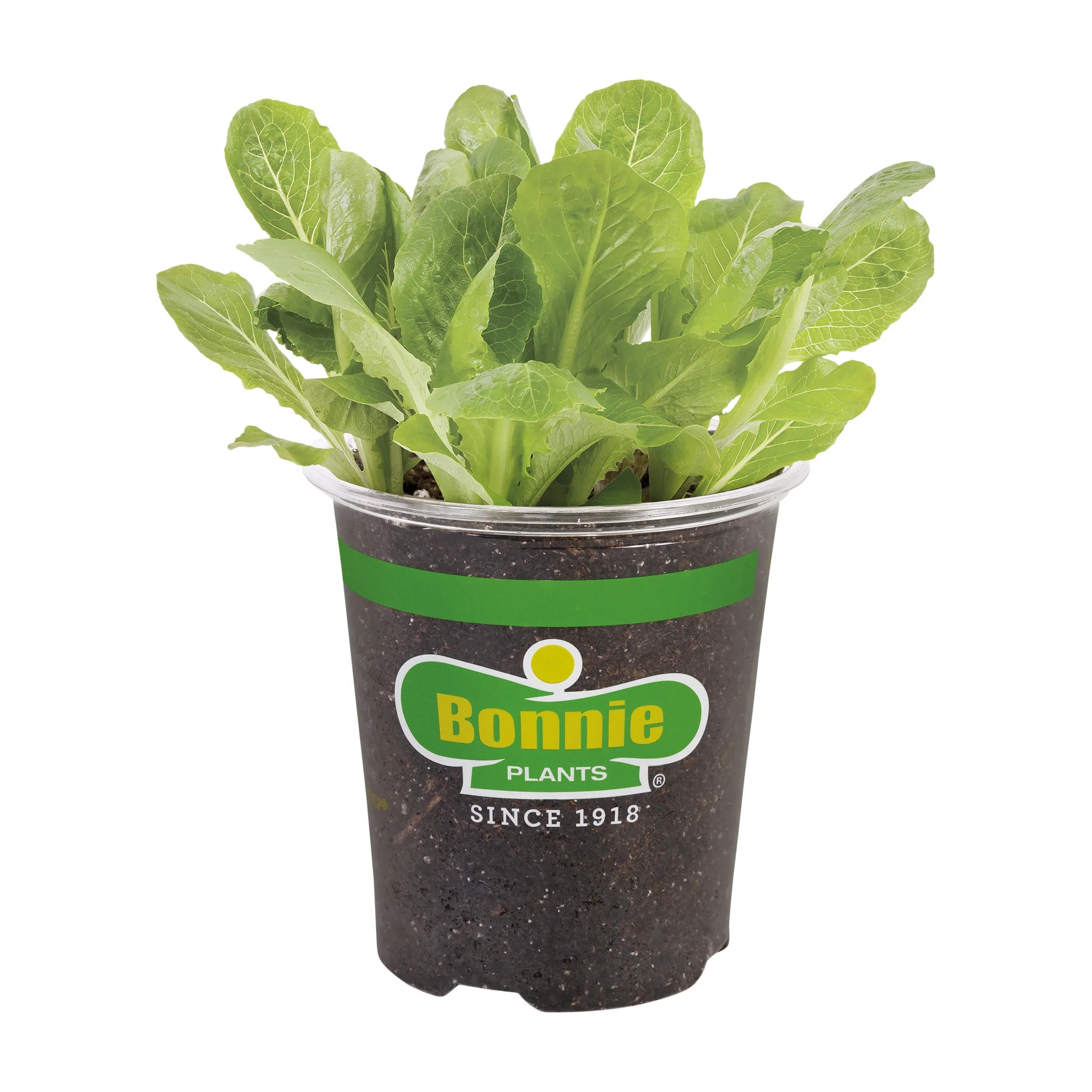 Bonnie Plants Green Romaine Lettuce 19.3 oz. | Walmart (US)