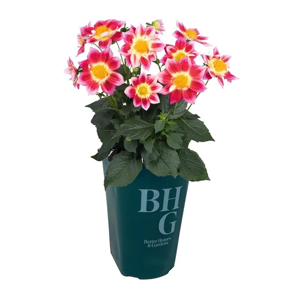 Better Homes & Gardens 2 Quart Multicolor Dahlia Annual Flowers Outdoor Live Plants Full Sun | Walmart (US)