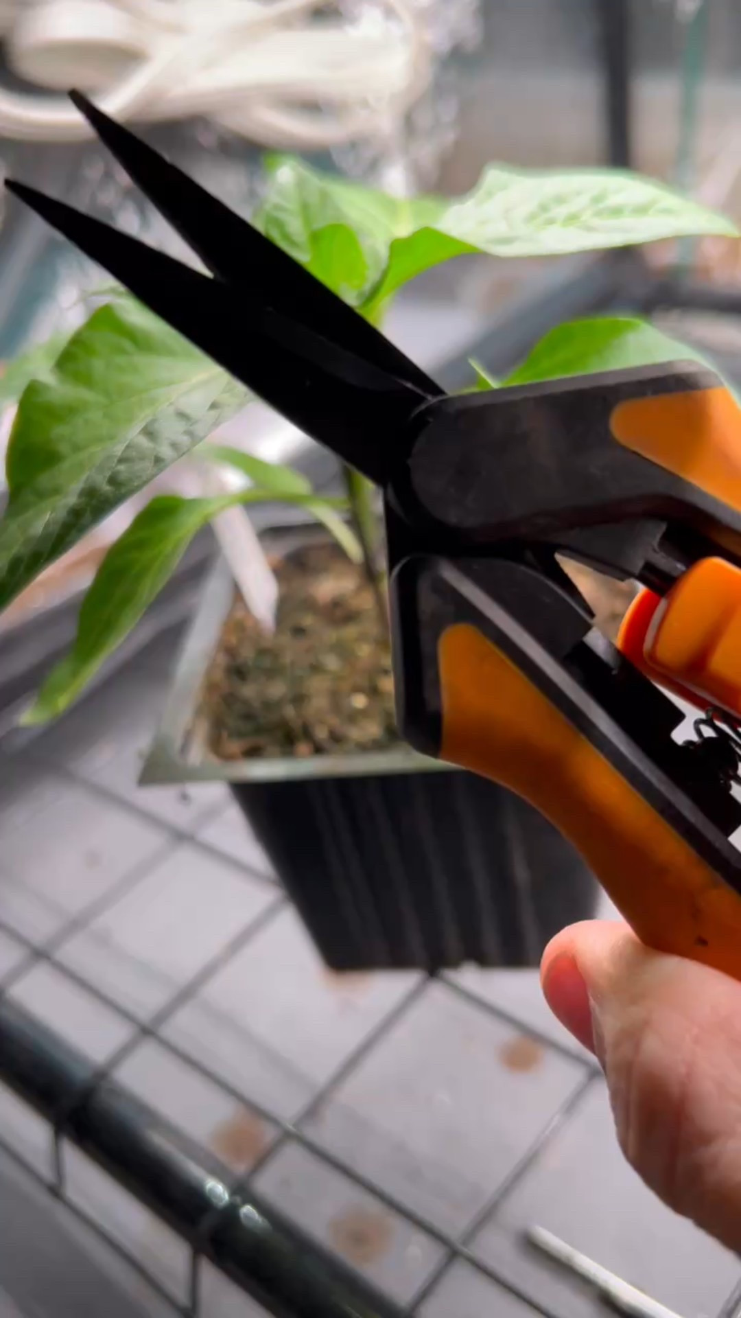 When snipping stems, I reach for my mini snips from Fiskars. Also linked is my favorite seed starting tray.

#LTKHome #LTKSeasonal