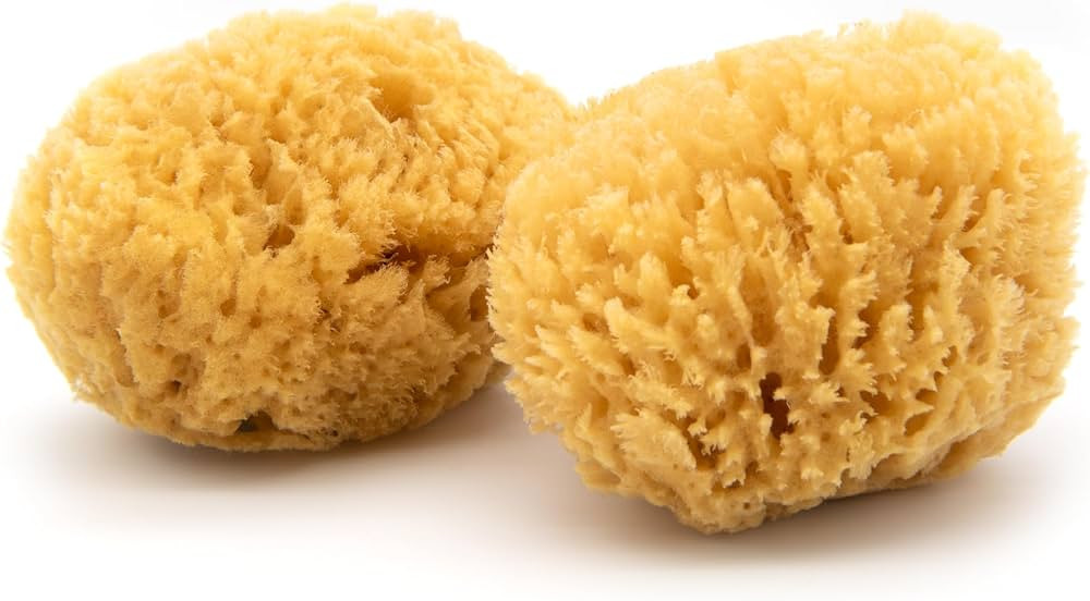 Neptune Caribbean Sea Sponge 2 Pack, Hand Cut, Medium, Approx. 5-6 inches | Amazon (US)