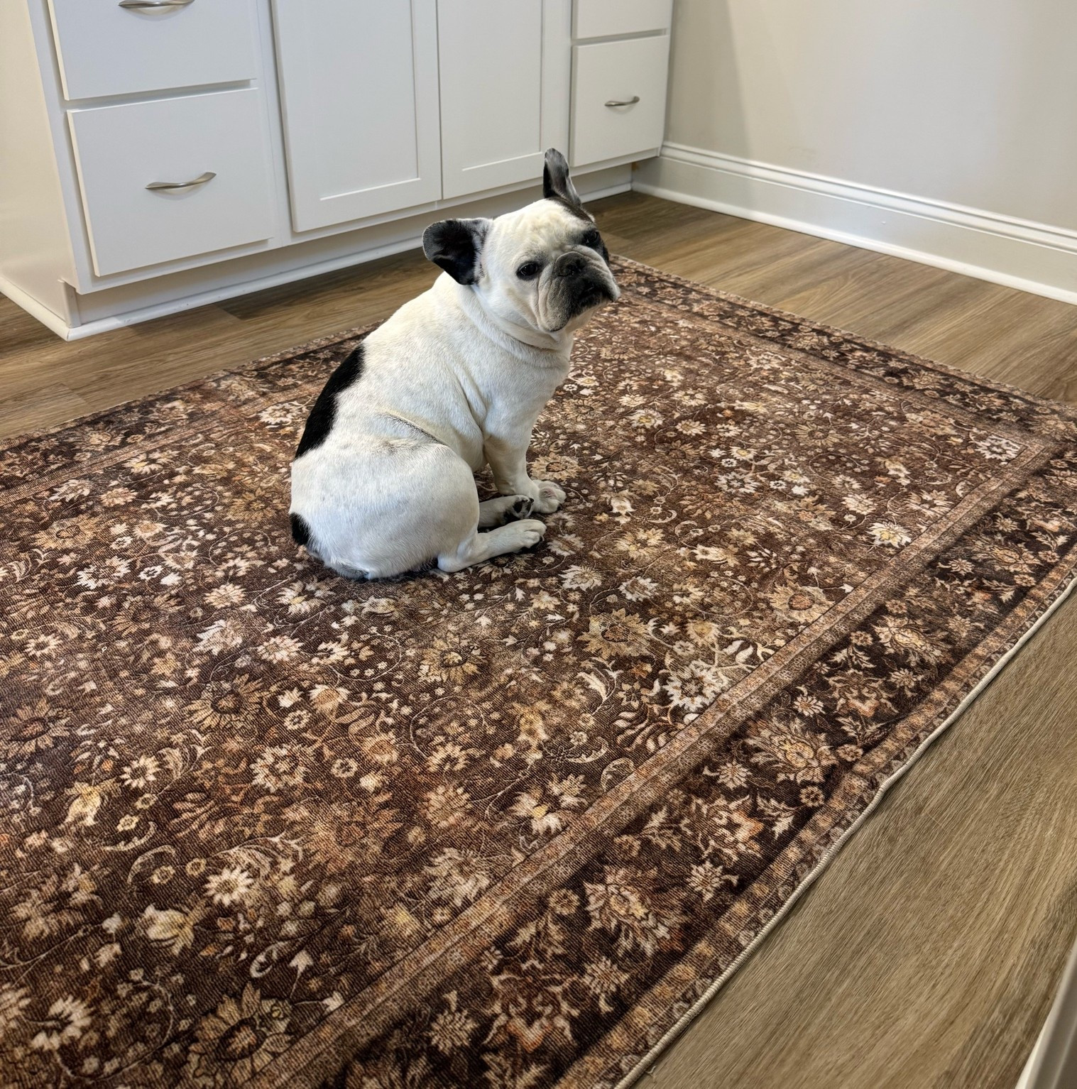 Even the Frenchie approves 🐾🤎 My new area rug from Target is such a good find — soft, neutral, and looks way more expensive than it is. Comes in multiple sizes and it’s under $40 🙌 Perfect for warming up any space without spending a fortune. Definitely a high sellout risk on this one ✨ #targetfinds #targethome #arearug #homefinds #affordabledecor #neutralhome #cozyhome #frenchbulldog #budgetfriendlydecor #targetstyle

#LTKSaleAlert #LTKHome