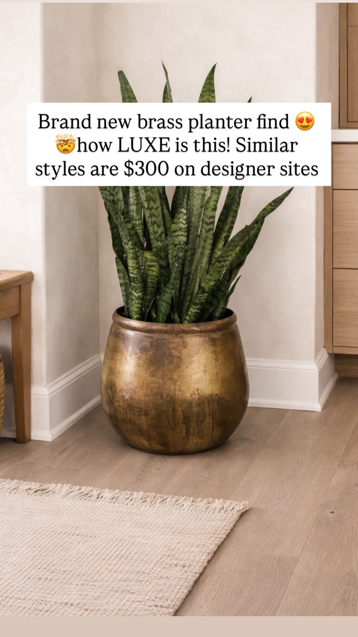 Brand new budget brass floor planter 😍😍