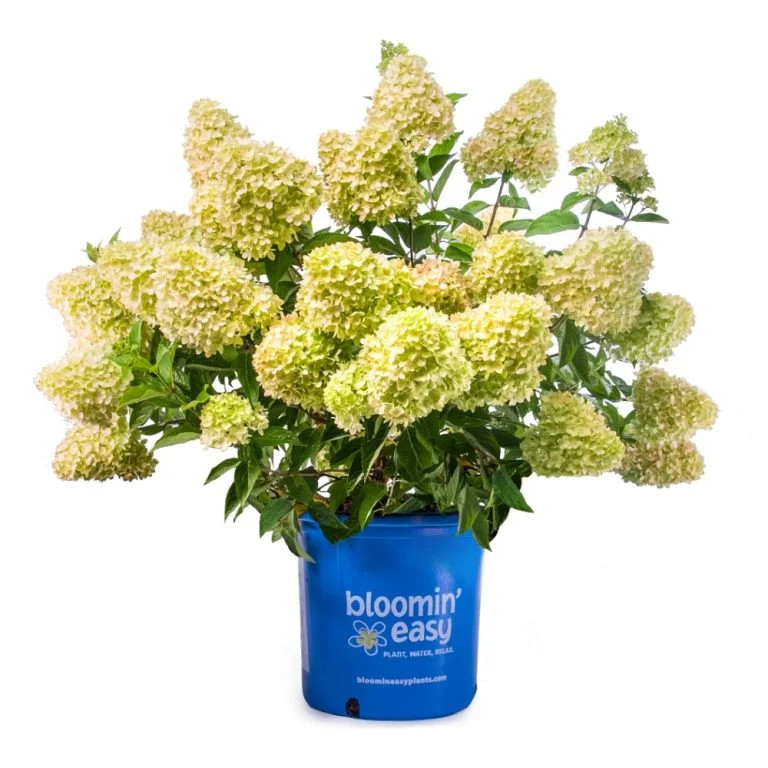 2 GL BOXWOOD | Walmart (CA)
