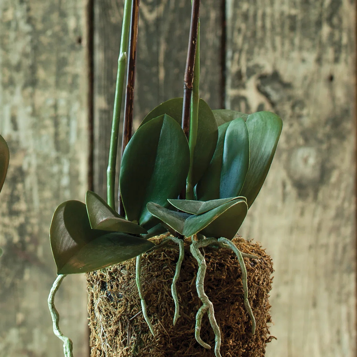 Evan Faux Orchid Drop-in | Wayfair North America