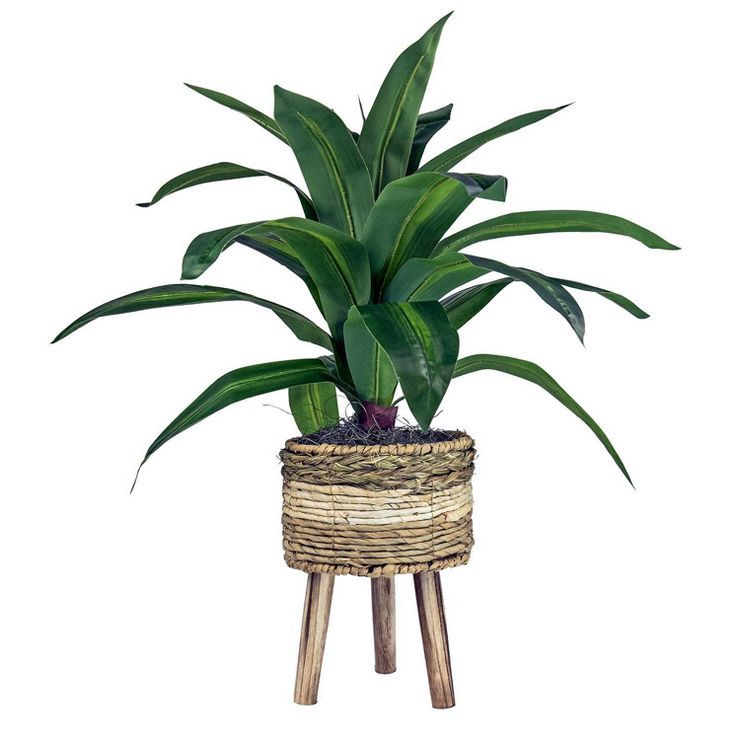 24" x 24" Artificial Dracaena Plant in Basket Stand - LCG Florals | Target
