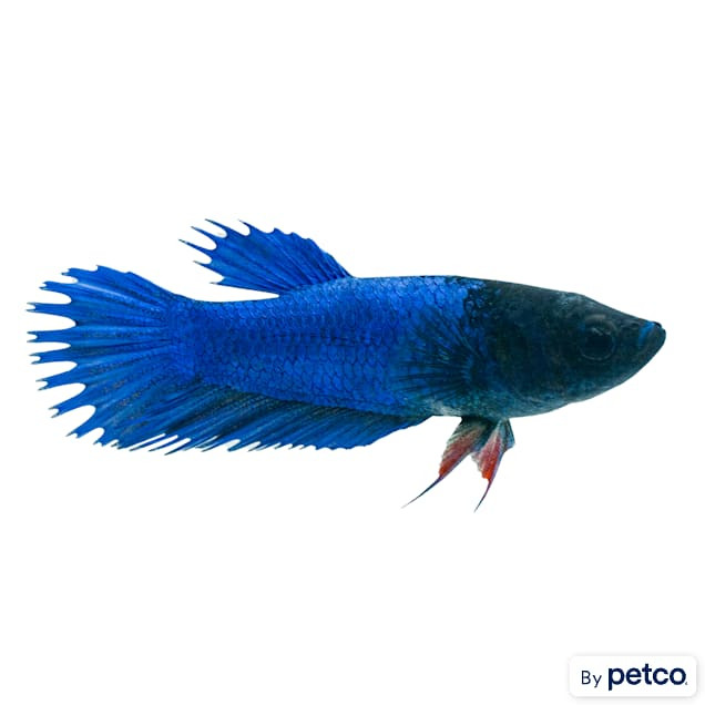 Female Blue Crowntail Betta | Petco