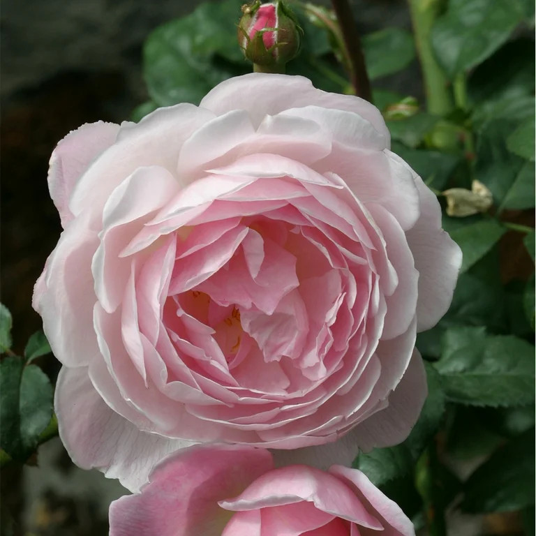 Heirloom Roses Rose Bush - Scepter'd Isle® David Austin , Live Rose Plant | Walmart (US)