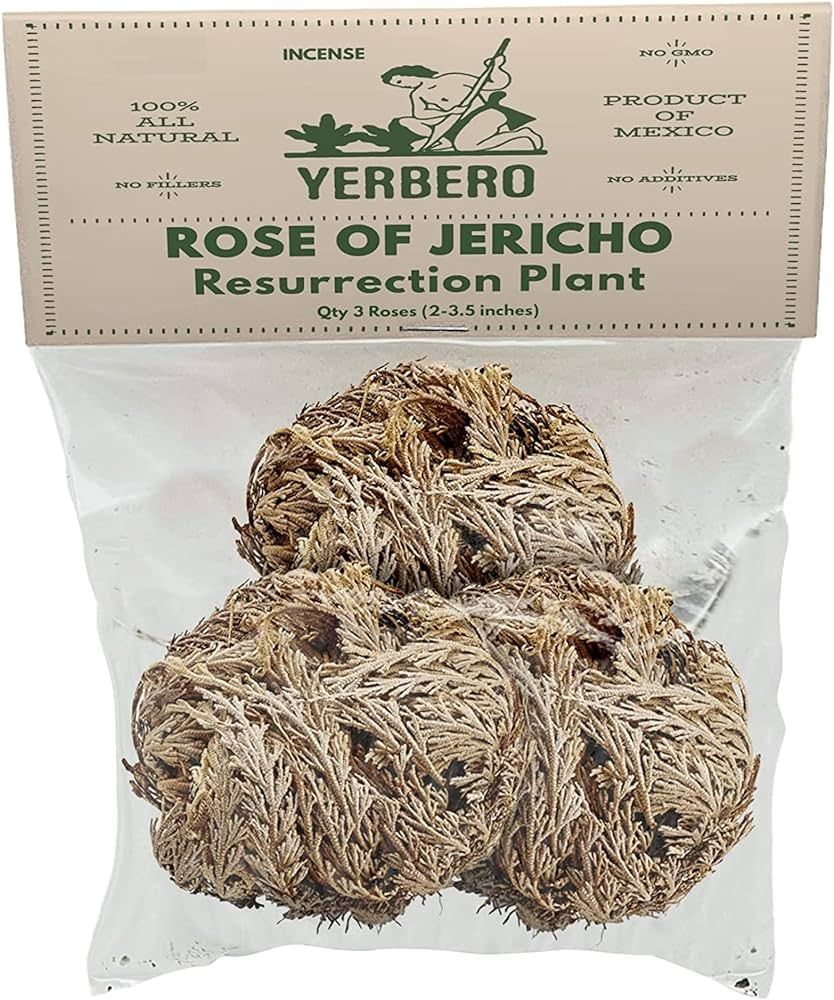 Yerbero - 3 Piece Bundle Rose of Jericho Dried Flower | Selaginella Lepidophylla | Resurrection P... | Amazon (US)