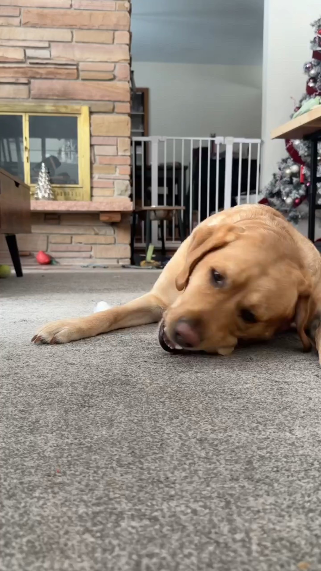 Want to keep your dog busy while you work? Cow knee caps! So far I’m loving everything from Mighty Paw. One ingredient. High in protein. #DogTreats #AllNatutalDogFood #labrador #WorthItWhenTheyreLoved

#LTKstorytime #LTKvlog #LTKdayinmylife