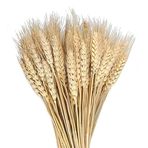 MHMJON 100 Pcs Dried Wheat Sheaves Bundle Golden Natural Wheat Bouquet Bunch Dried Flowers Arrangement for Fall Farmhouse DIY Design Home Table Wedding Party Centerpieces Decor (16") | Amazon (US)