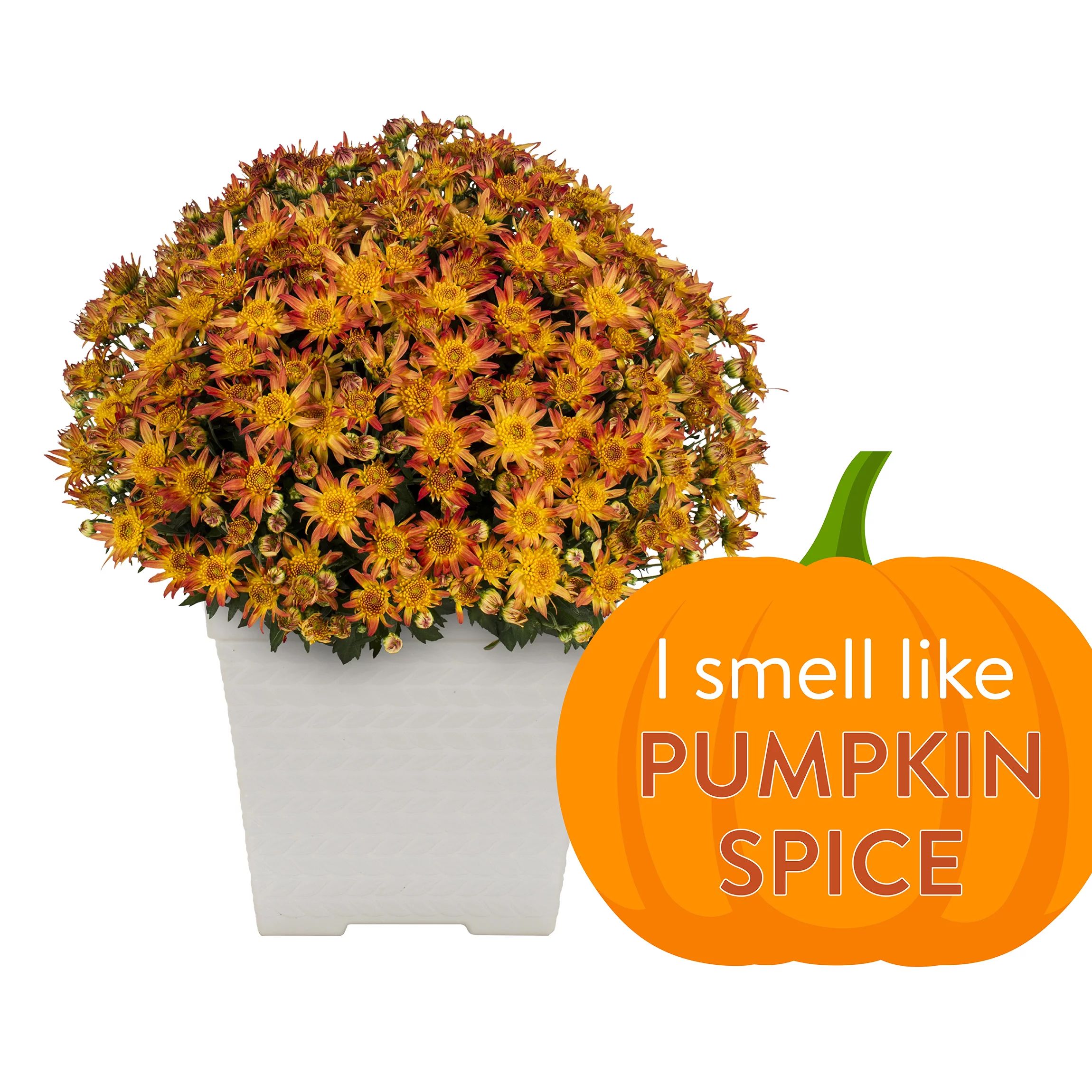 Better Homes & Gardens 1GL Pumpkin Spice Scented Orange Mum (1 Count) Live Plant with Decorative ... | Walmart (US)