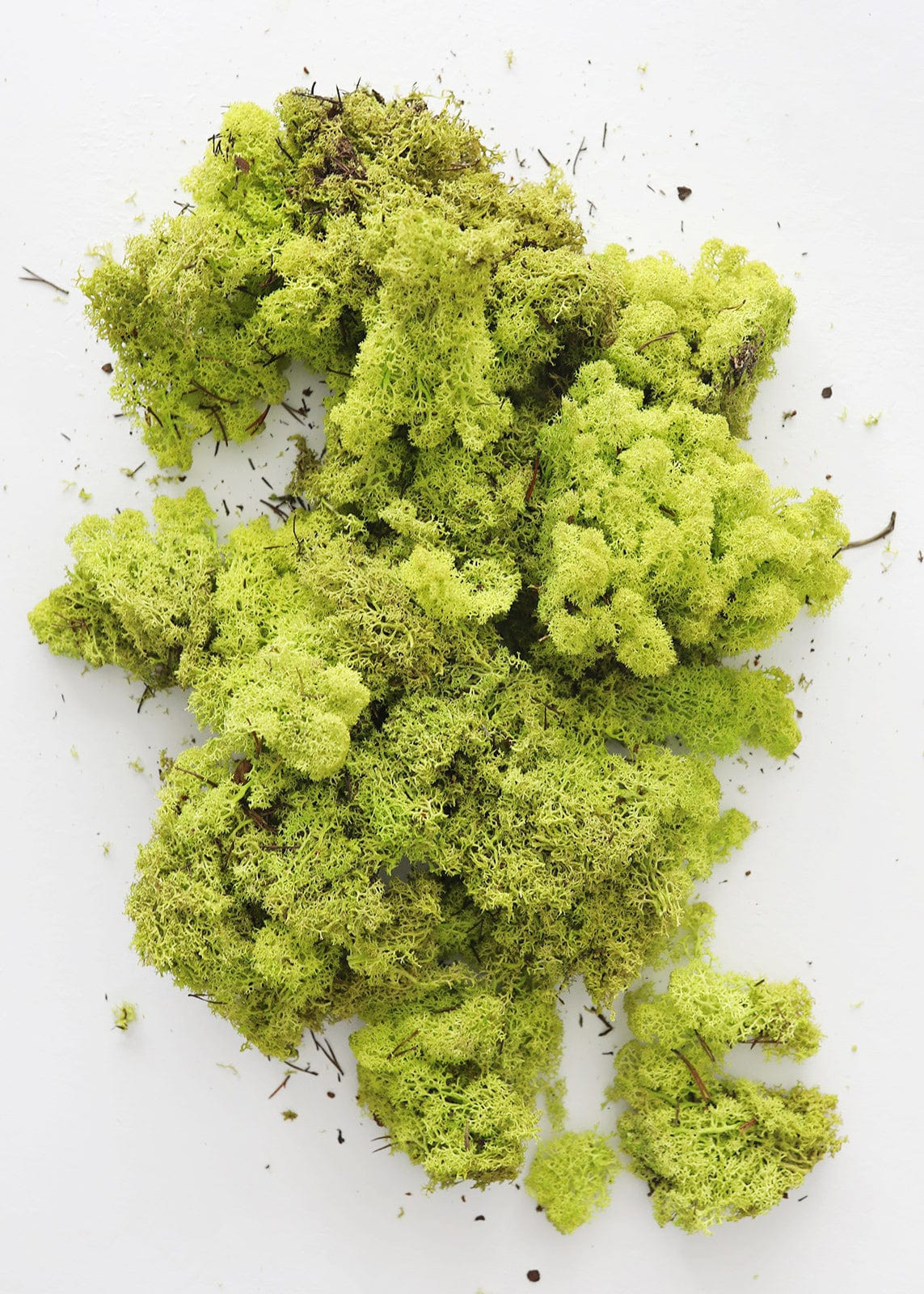Preserved Reindeer Moss in Bright Green | Natural Decor at Afloral.com | Afloral