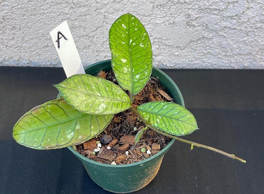 Price:
        $45.00+ | Etsy (US)