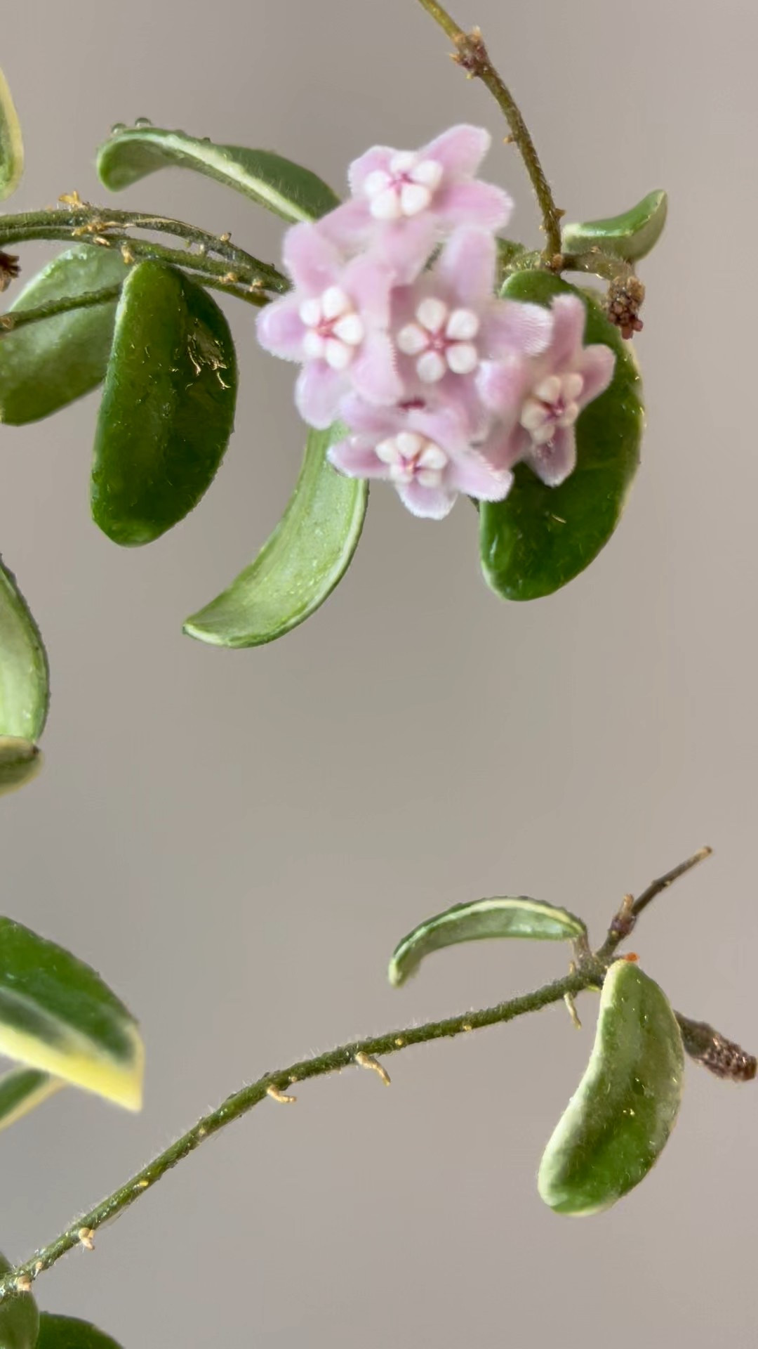 #HoyaLyiPrism is an impressive addition to my collection! Despite its young age, it blooms all of the time. The fragrance of this particular #hoya is incredibly strong—just like lilacs. It has also been busy sending out runners, and its new variegated leaves absolutely tickle me pink. This Hoya is a true standout in my collection. Up next, a sturdier trellis. I think I’ll use a round one!

Liz’s personal experience only…every environment is different:
🪴Name: Hoya lyi prism 
🪴Light: grow lights 
🪴Water: when dry
🪴Avg Temp last 30 days: 84F
🪴Relative Humidity last 30 days: 75%
🪴Fussy: not for me
🪴Rate of growth: medium 
🪴Rareness: not very common yet
🪴Pot size: 3 oz cup (see link in my bio ➡️ Amazon store ➡️ Pots & planters)
🪴Growing Medium: still in my coco coir rooting mix 
🪴Fertilizer: I apply a nutrient-rich fertilizer tailored for Hoyas approximately every other watering when the plant isn’t dormant. It’s packed with essential macro and micronutrients, it’s the best I’ve found for hoyas!
🪴Rooting Method: in my custom coco coir mix 
🪴Time In My Care: 9 months 
🪴First bloom: 11 months after rooting cutting 
🪴Would Liz recommend this one: yes!

#ilovehoyas #hoyacollector #hoyahead #hoyaappreciation #hoyacollection #plantsmakemehappy #ihavethisthingwithplants #hoya #easilydistractedbyplants #hoyacollection #waxplant #houseofhoya #houseplantclub #rareplants #plantoftheday #plantsmakepeoplehappy #hoyacaretips #plantcare #planttips #themoreyouknow #plantphotography #plantsinmyhome #plantsinmyspace #tropicalplants

#LTKFindsUnder100 #LTKHome #LTKFindsUnder50