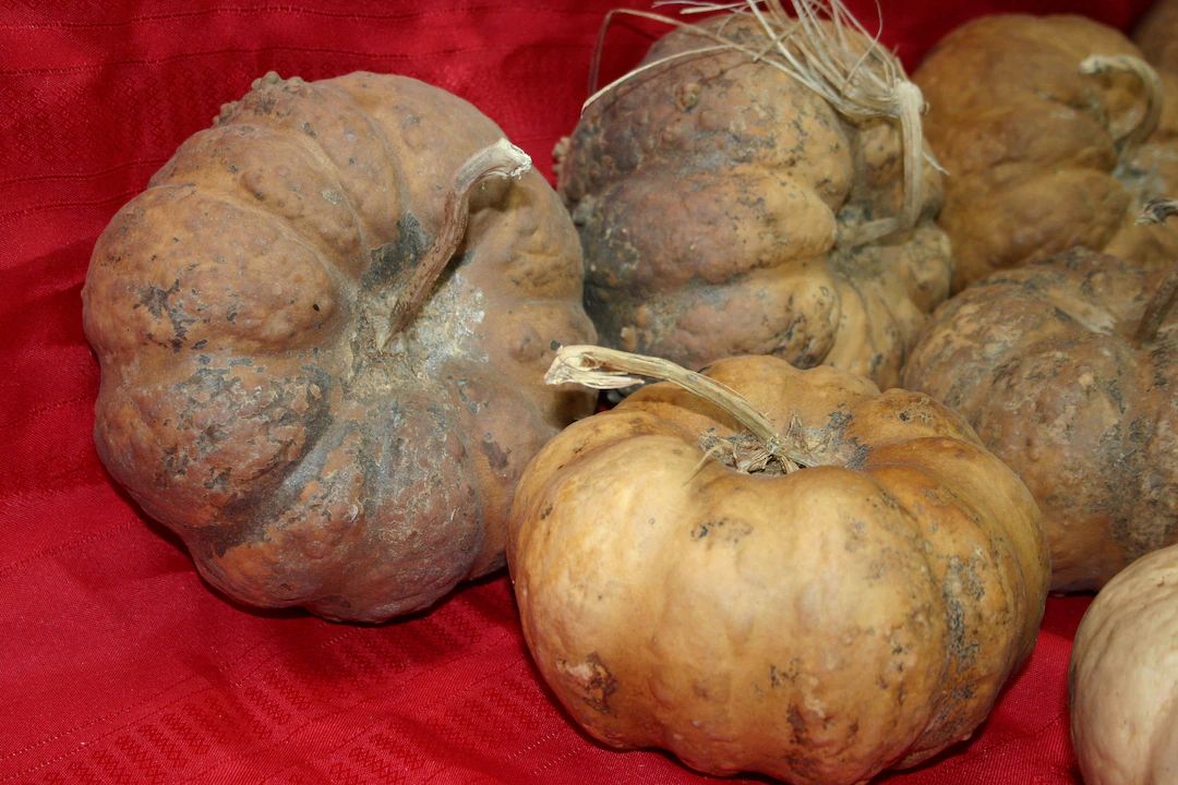 Group of 5 Cheese Gourds Dried & Cleaned - Etsy | Etsy (US)