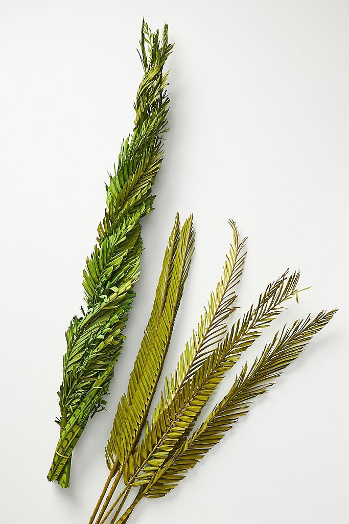 Dried Coconut Palm Fronds | Anthropologie (US)