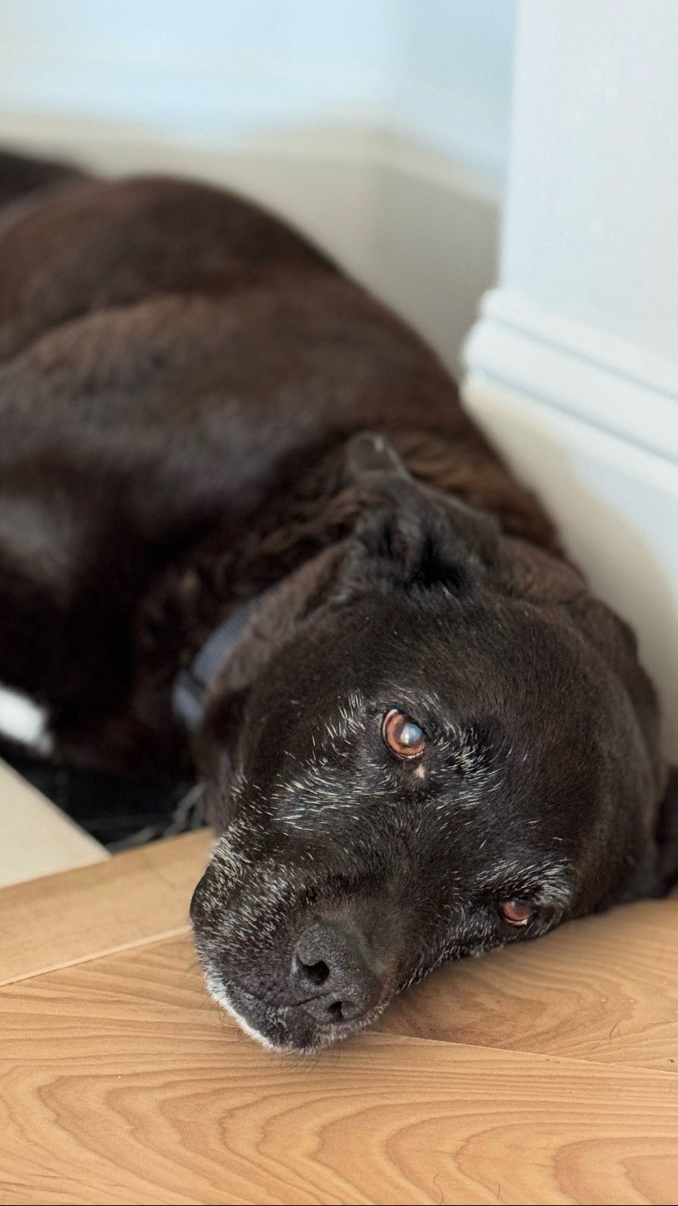 Favorite pet friendly home gadget that is on BLACK FRIDAY DEAL. This is how I keep track of my senior dog.

#LTKHome