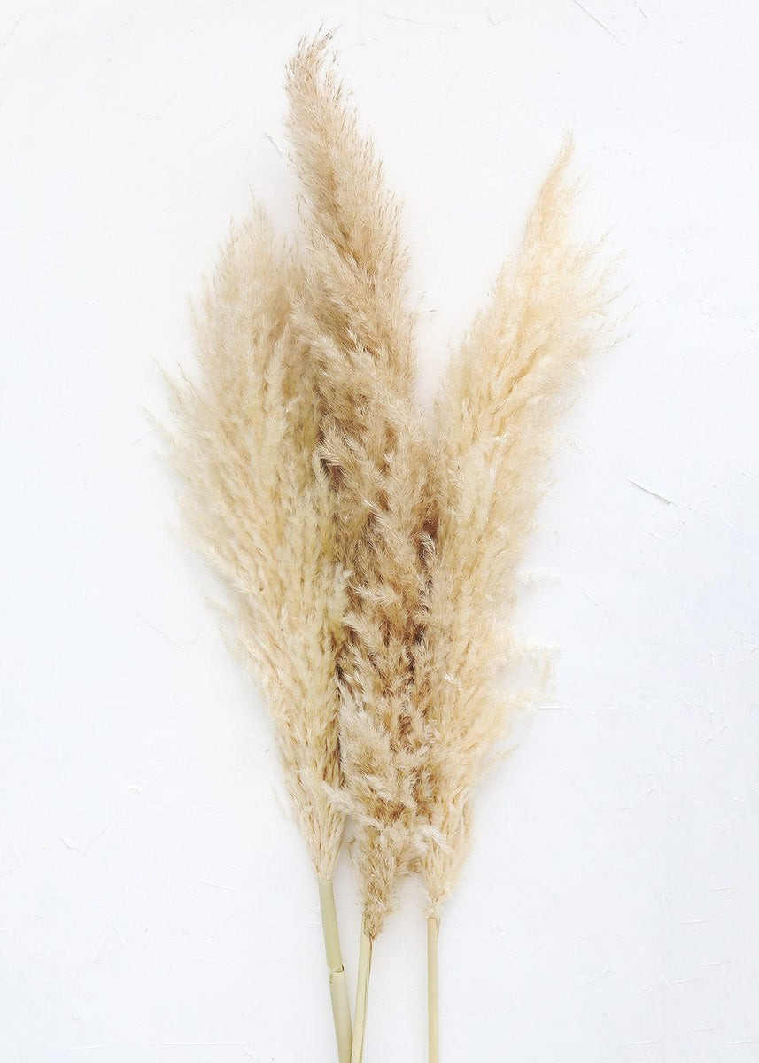 Bundle of 3 Dried Natural Pampas Grass - 40-48 | Afloral (US)