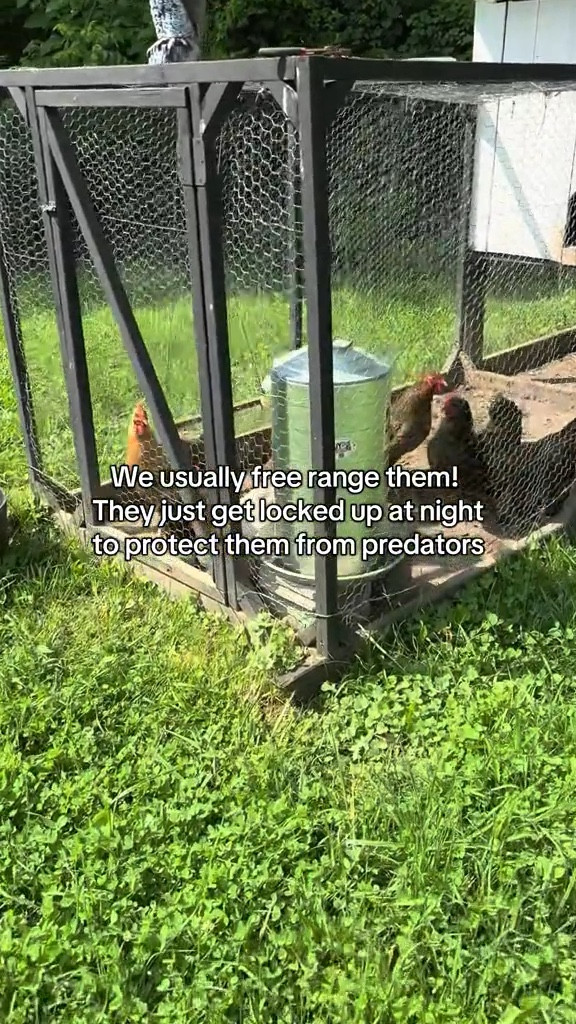 Getting the chickens set for our KY trip!

#LTKActive #LTKSummerEdit #LTKWorkwear