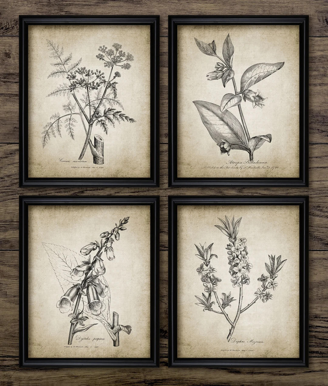 Antique Botanical Print Set of 4 - Plant Botanical Art Decor - Digital Art - Printable Art - Set ... | Etsy (US)