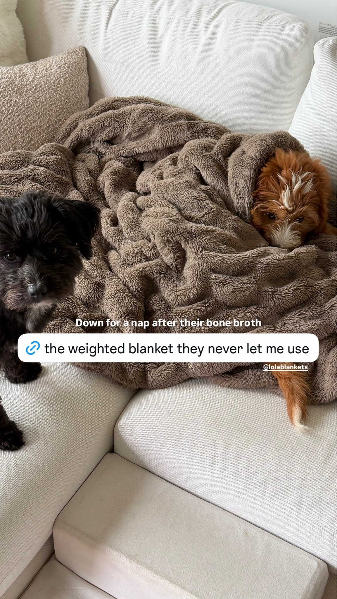 The weighted blanket that my dogs are obsessed with

#LTKHome