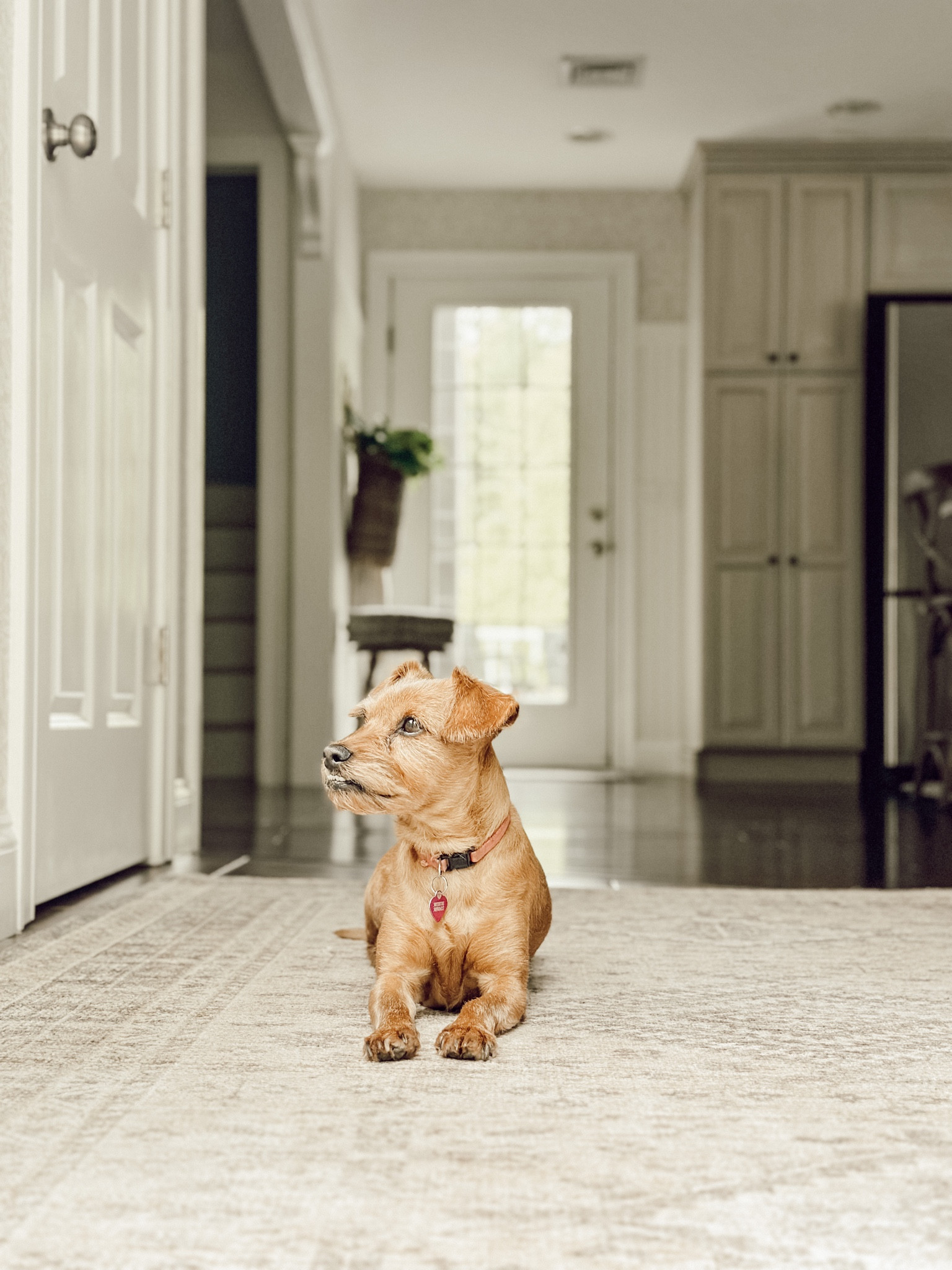 Just a little dog in a neutral home.

#LTKhome #LTKstyletip #LTKFind