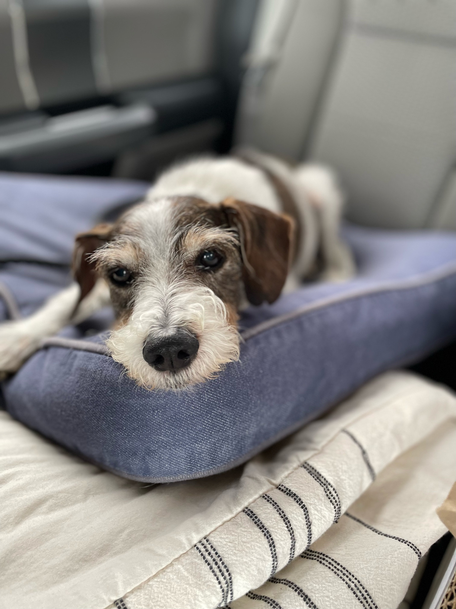 bridge traffic is nothing when you’re this comfortable.

#LTKHome #LTKFamily