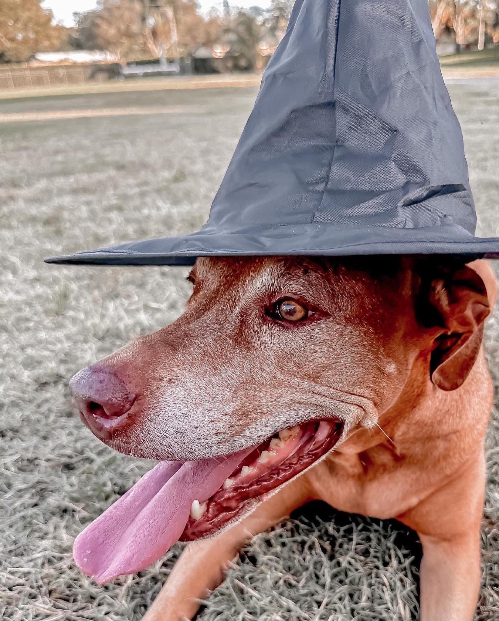 Halloween finds  

#LTKhome #LTKfamily #LTKSeasonal