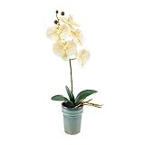 Mikasa Artificial Real Touch Phalaenopsis Orchid Flower in Pot, Faux Floral Décor for Wedding, Home, | Amazon (US)