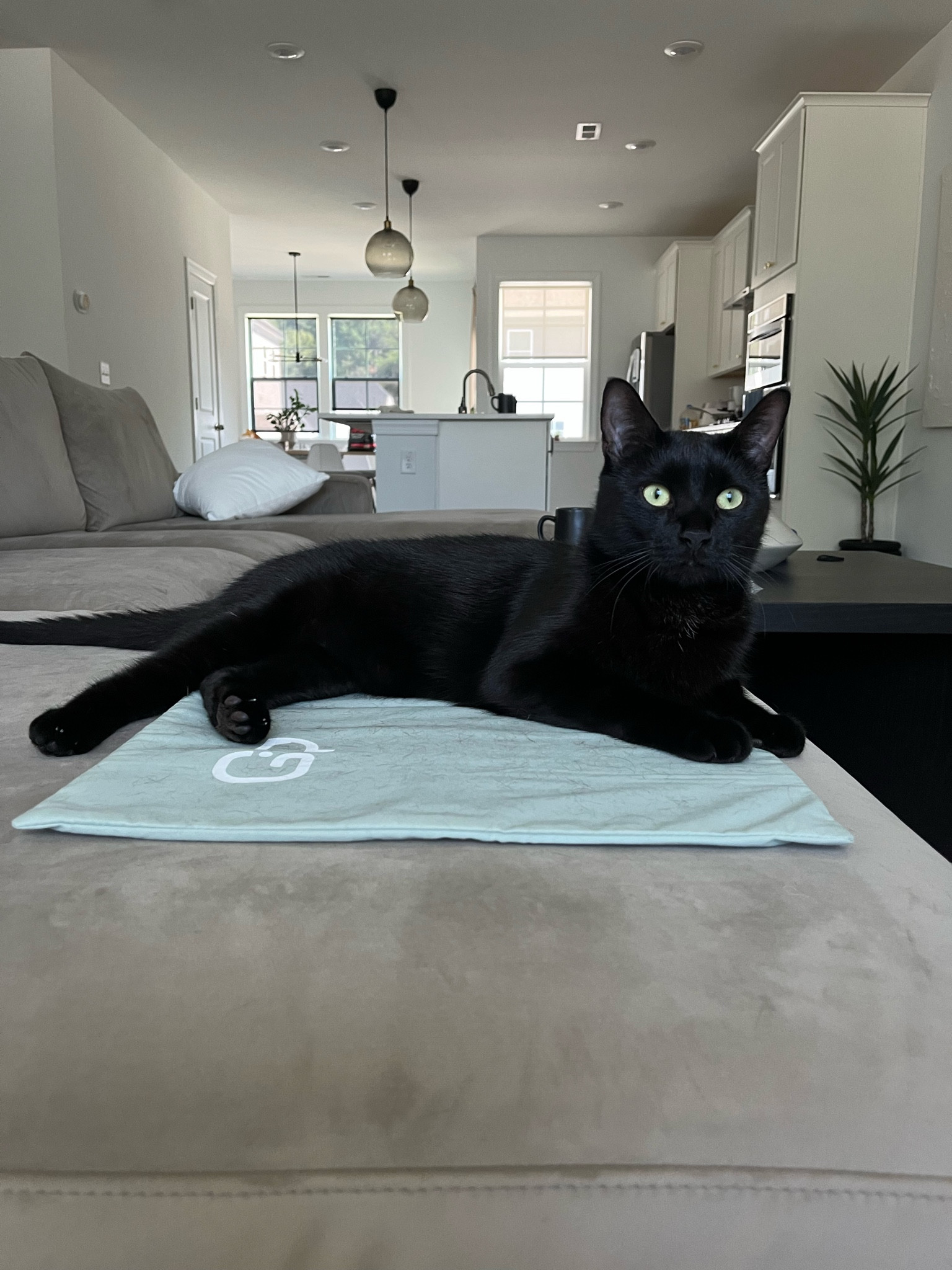 Cooling pad for pets is a must in summer 