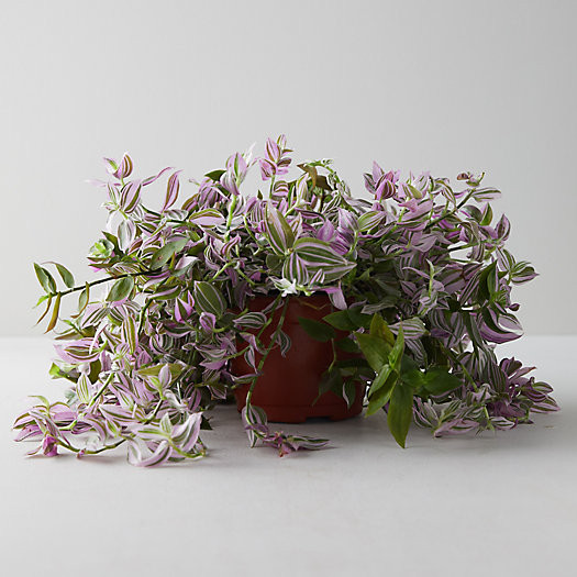 Tradescantia Tricolor Plant | Terrain