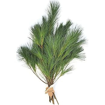 Fresh Eastern Maine Pine Boughs, Pack of 15 Tips 10" to 20" Each | Amazon (US)