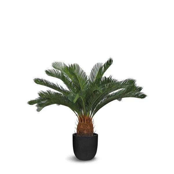 Cycas Palm Plant in Pot | Wayfair North America