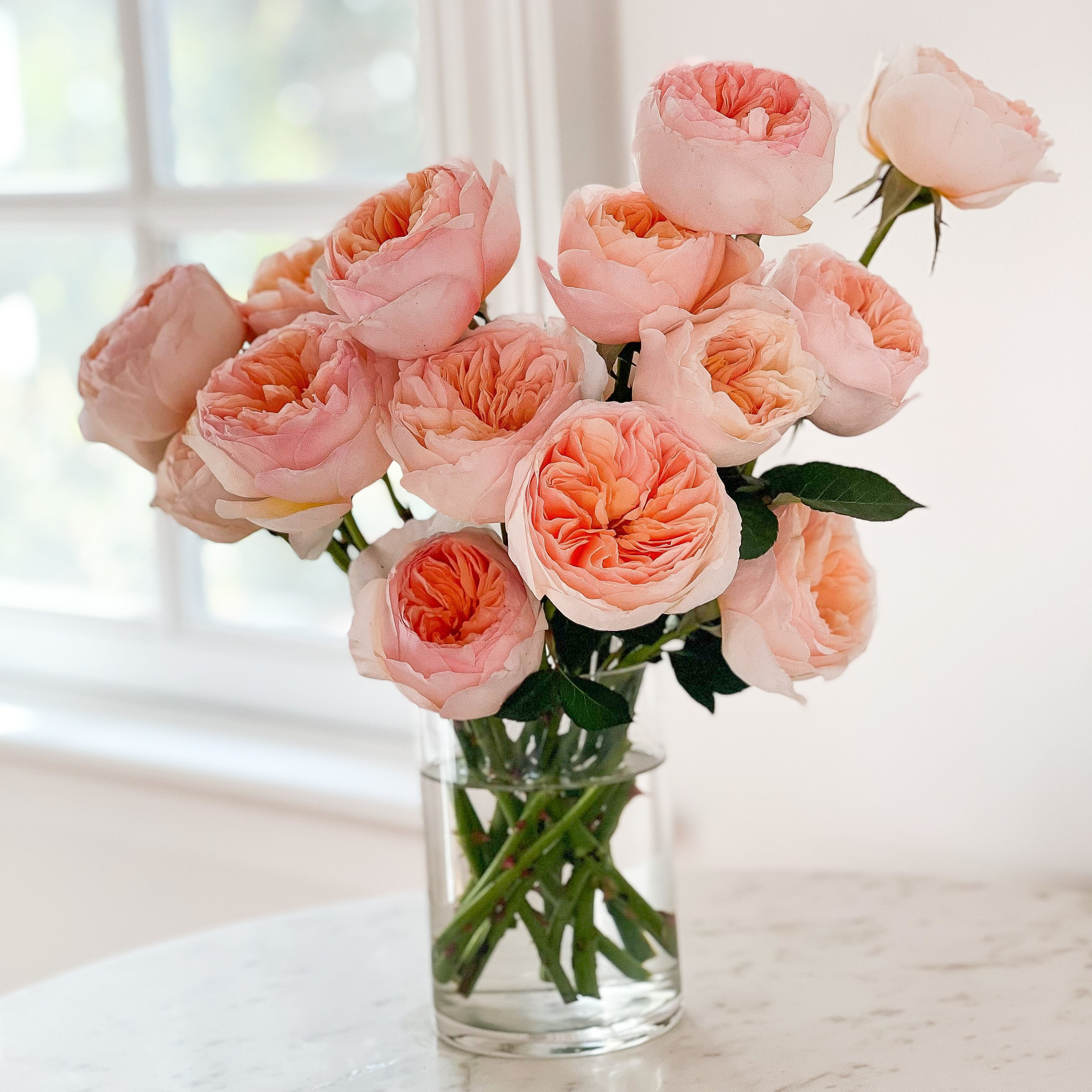 Juliet | Grace Rose Farm